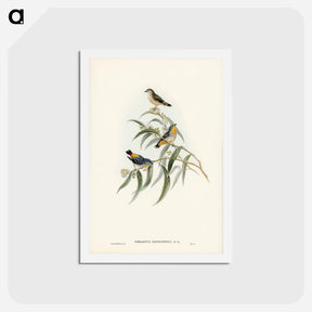 アートポストカード-Yellow-rumped Pardalote
 - ジョン グールド Postcard.