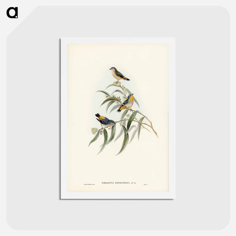 アートポストカード-Yellow-rumped Pardalote
 - ジョン グールド Postcard.