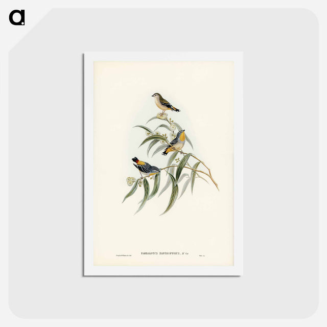 アートポストカード-Yellow-rumped Pardalote
 - ジョン グールド Postcard.