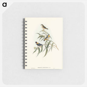 アートメモ帳-Yellow-rumped Pardalote
 - ジョン グールド Memo.