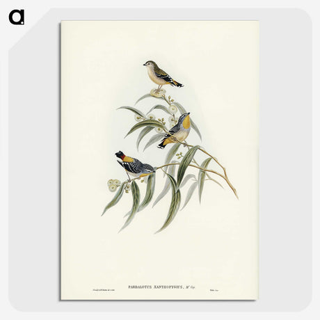2-61_John-Gould_picture-crop