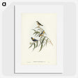 2-61_John-Gould_picture