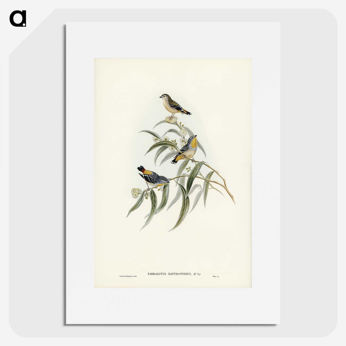 2-61_John-Gould_picture
