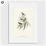2-61_John-Gould_picture