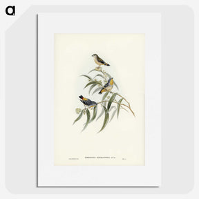 2-61_John-Gould_picture