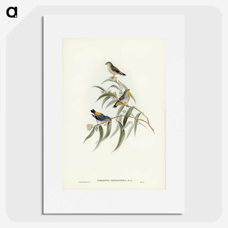 2-61_John-Gould_picture