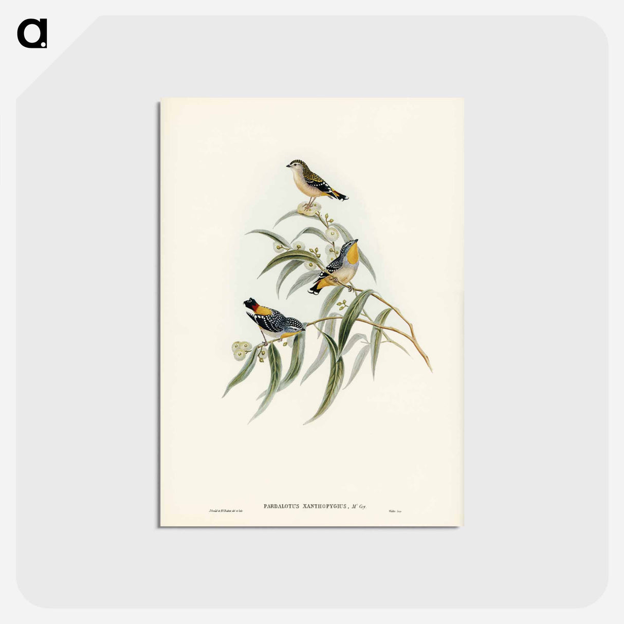 アートポストカード-Yellow-rumped Pardalote
 - ジョン グールド Postcard.