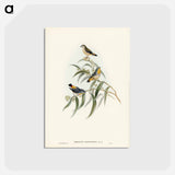 アートポストカード-Yellow-rumped Pardalote
 - ジョン グールド Postcard.