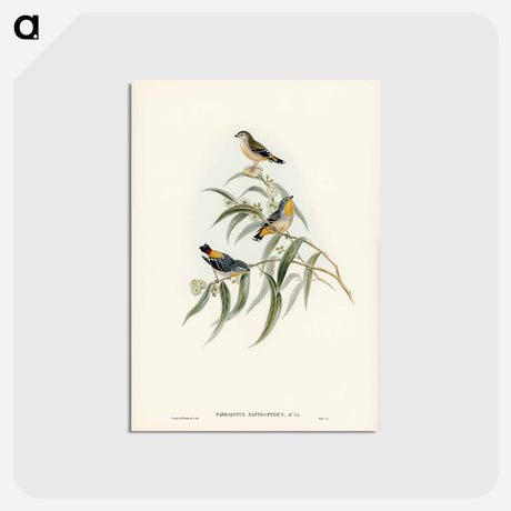 アートポストカード-Yellow-rumped Pardalote
 - ジョン グールド Postcard.