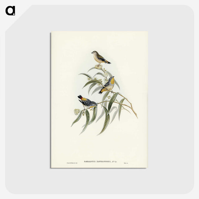 2-61_John-Gould_postcard