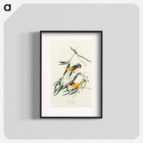アートポスター-Prothonotary Warbler
 - ジョン ジェームス オーデュボン Poster.