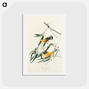 アートポストカード-Prothonotary Warbler
 - ジョン ジェームス オーデュボン Postcard.