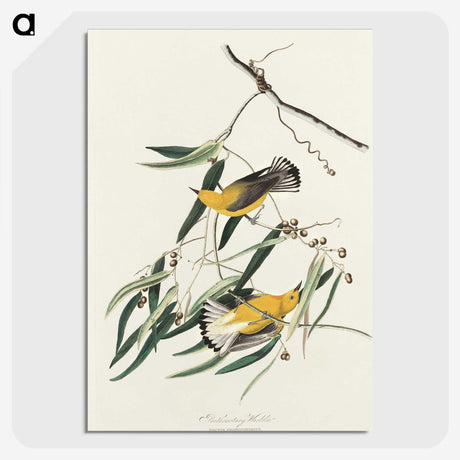 2-61_John-James-Audubon_picture-crop