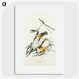 2-61_John-James-Audubon_picture