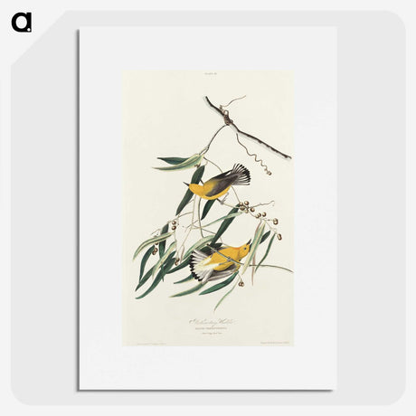 2-61_John-James-Audubon_picture