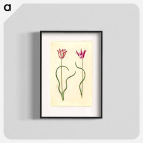 アートポスター-Tulipa clusiana
 - マリア ジビーラ メーリアン Poster.