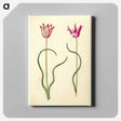 2-61_Maria-Sibylla-Merian_canvas