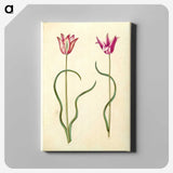 2-61_Maria-Sibylla-Merian_canvas