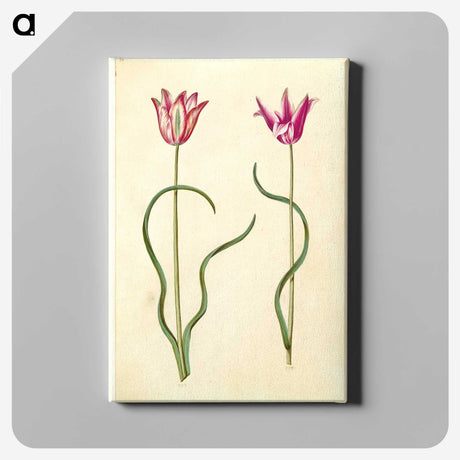 2-61_Maria-Sibylla-Merian_canvas