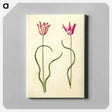 アートパネル-Tulipa clusiana
 - マリア ジビーラ メーリアン Canvas.