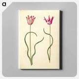 アートパネル-Tulipa clusiana
 - マリア ジビーラ メーリアン Canvas.
