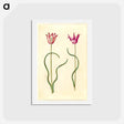 アートポストカード-Tulipa clusiana
 - マリア ジビーラ メーリアン Postcard.