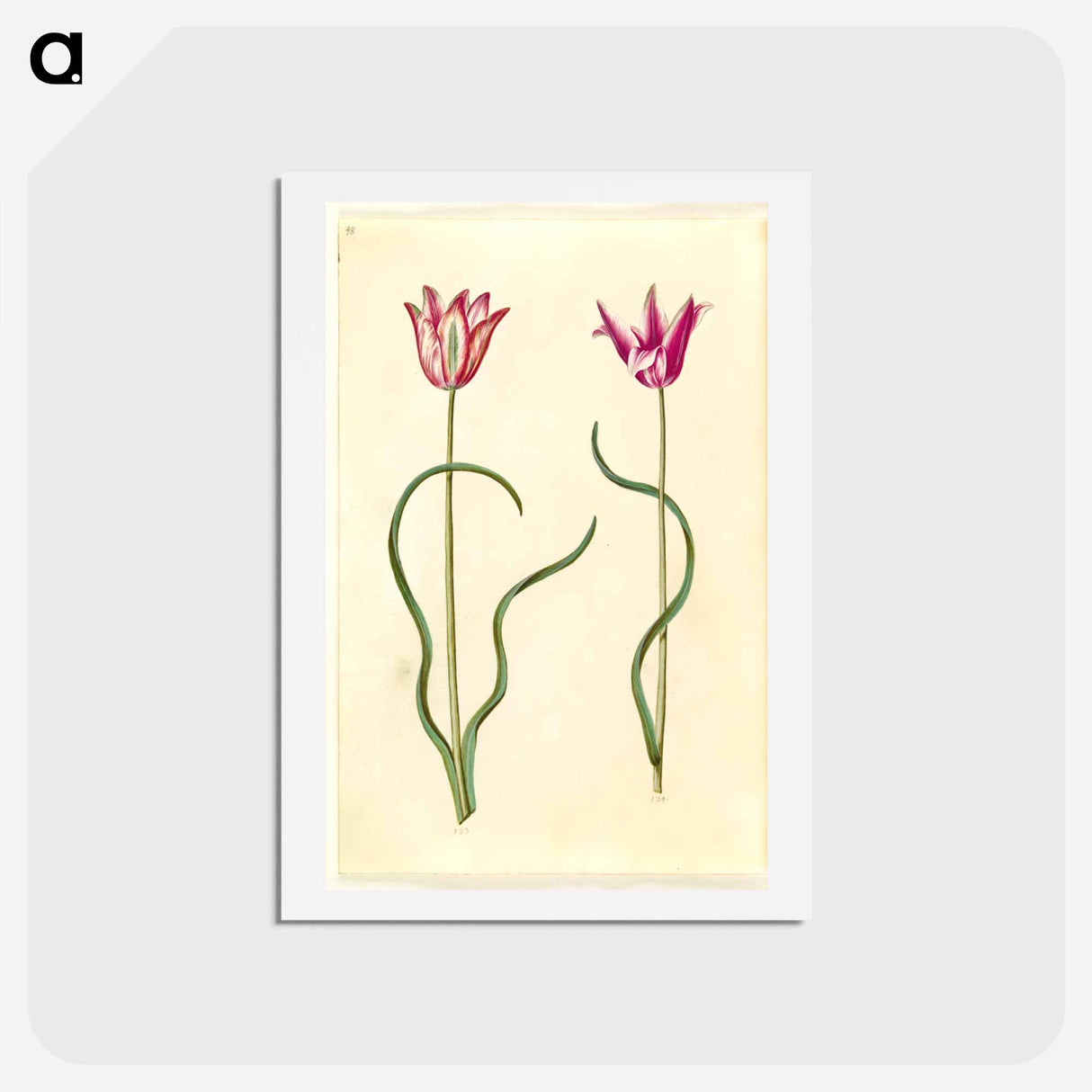 アートポストカード-Tulipa clusiana
 - マリア ジビーラ メーリアン Postcard.