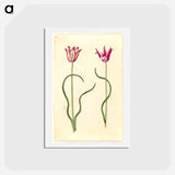 アートポストカード-Tulipa clusiana
 - マリア ジビーラ メーリアン Postcard.