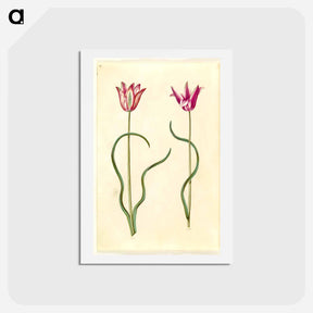 アートポストカード-Tulipa clusiana
 - マリア ジビーラ メーリアン Postcard.