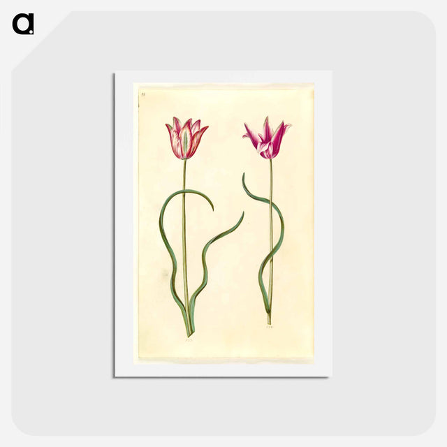 アートポストカード-Tulipa clusiana
 - マリア ジビーラ メーリアン Postcard.