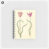 2-61_Maria-Sibylla-Merian_memo