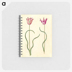 2-61_Maria-Sibylla-Merian_memo
