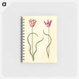 アートメモ帳-Tulipa clusiana
 - マリア ジビーラ メーリアン Memo.