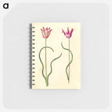 アートメモ帳-Tulipa clusiana
 - マリア ジビーラ メーリアン Memo.
