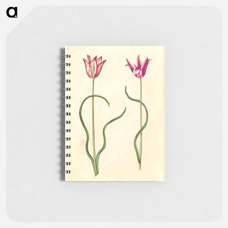 アートメモ帳-Tulipa clusiana
 - マリア ジビーラ メーリアン Memo.