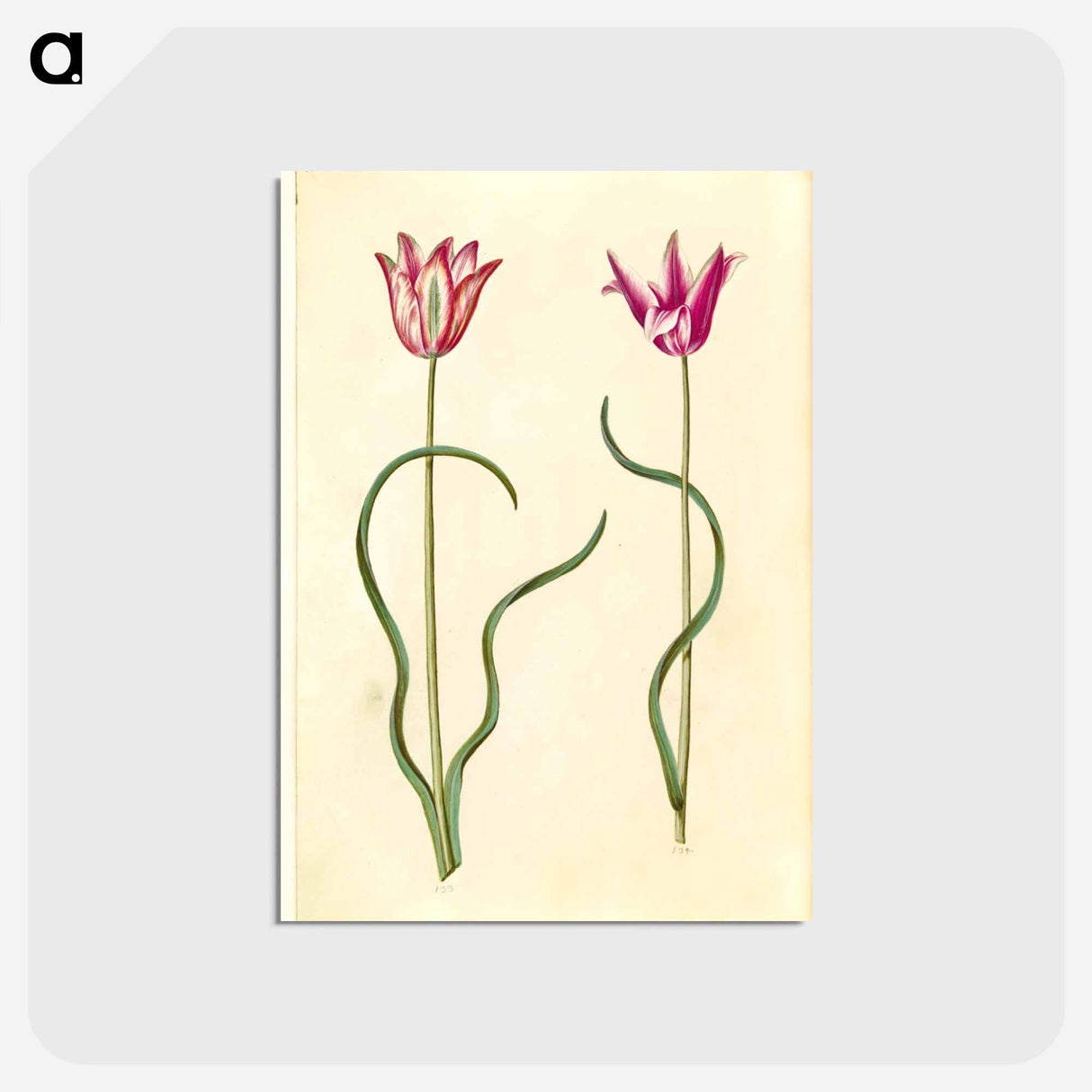 アートポストカード-Tulipa clusiana
 - マリア ジビーラ メーリアン Postcard.