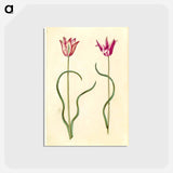 アートポストカード-Tulipa clusiana
 - マリア ジビーラ メーリアン Postcard.