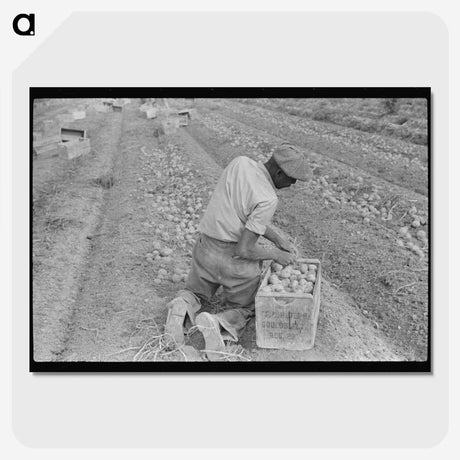 2-61_Marion-Post-Wolcott_picture-crop