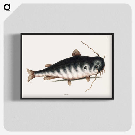 2-61_Mark-Catesby_blk-crop