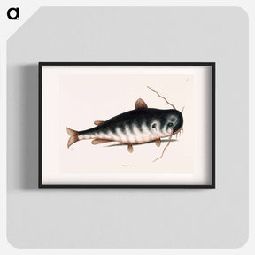 アートポスター-Cat Fish
 - マーク ケイツビー Poster.