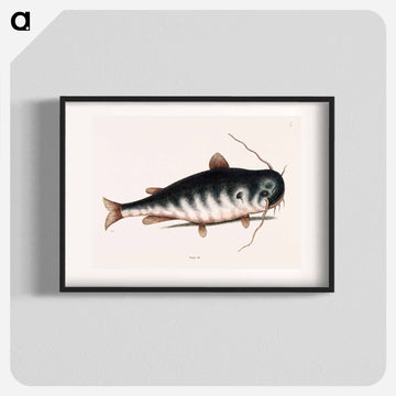 Cat Fish
 - マーク ケイツビー Poster.