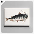 2-61_Mark-Catesby_canvas