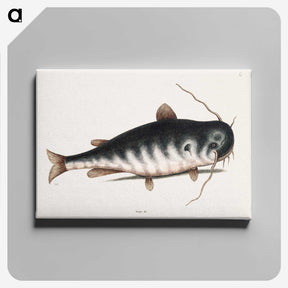 2-61_Mark-Catesby_canvas