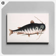 アートパネル-Cat Fish
 - マーク ケイツビー Canvas.