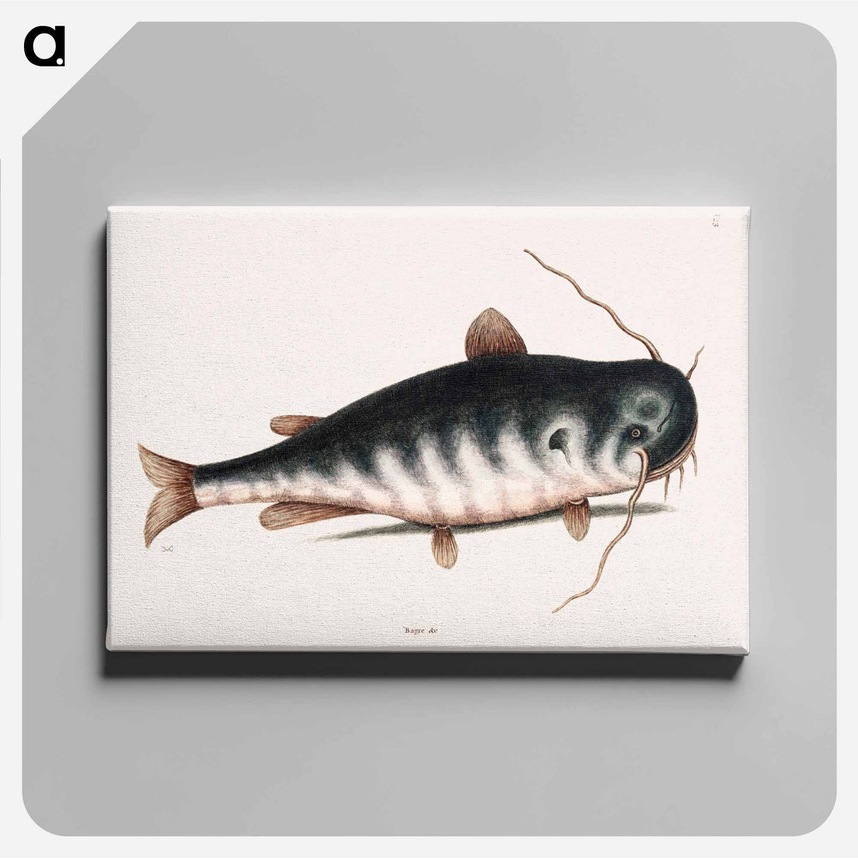 アートパネル-Cat Fish
 - マーク ケイツビー Canvas.