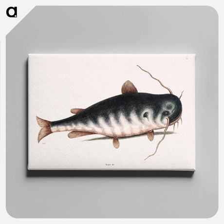 アートパネル-Cat Fish
 - マーク ケイツビー Canvas.