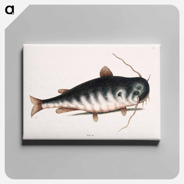 アートパネル-Cat Fish
 - マーク ケイツビー Canvas.