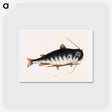 アートポストカード-Cat Fish
 - マーク ケイツビー Postcard.