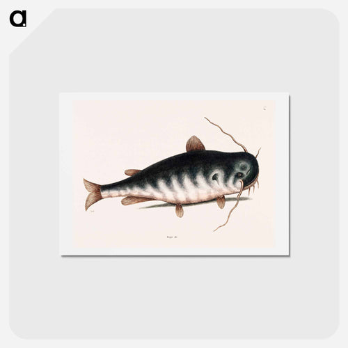 Cat Fish
 - Mark Catesby Postcard.