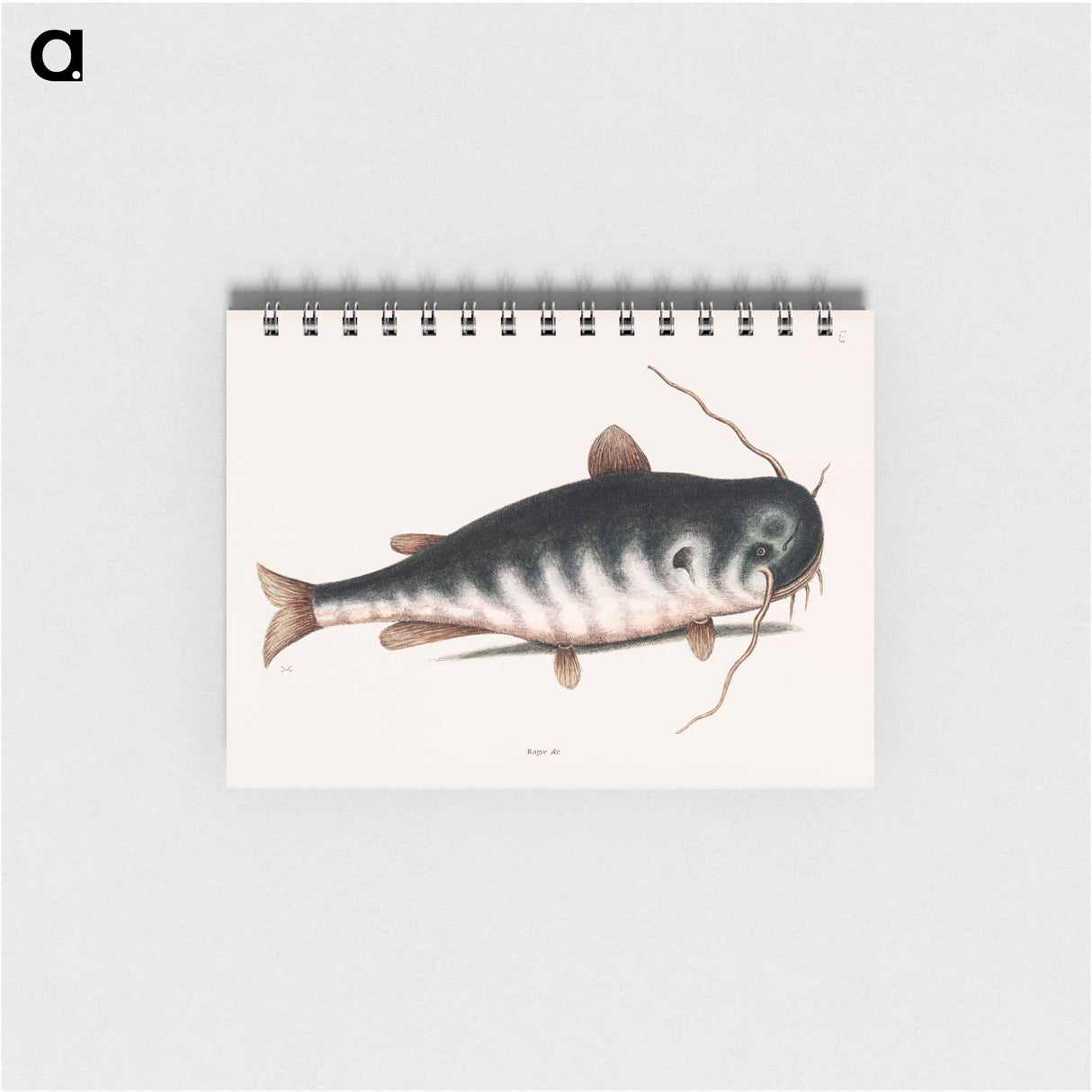 アートメモ帳-Cat Fish
 - マーク ケイツビー Memo.